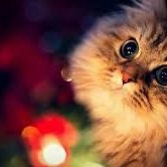 Sa De Stargi Sa De Stargi Khumari -NewPoshto Song- { Slowed + Reverb} New 2022 Poshto Song