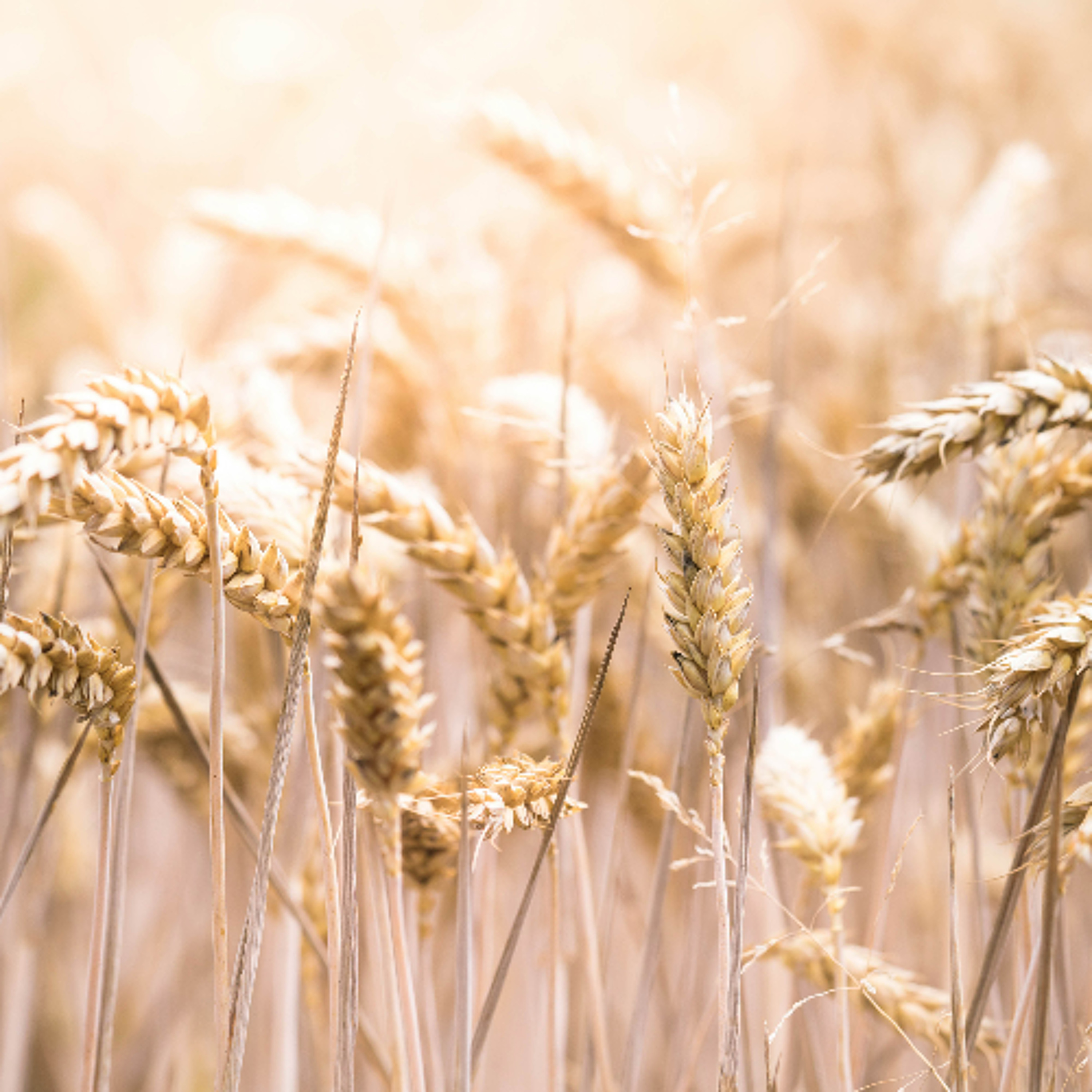 Sermon25: 17Aug25 'Faith and the big picture', by Pastor Rev. Andy Willis