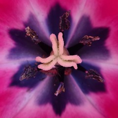 Petals :: Electronic Mix :: Misc. / Techno / House / Organic / Dance / Dub / Trance