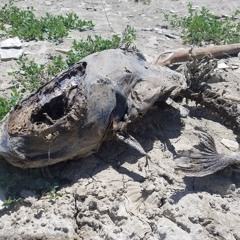 Dirt junkie ³