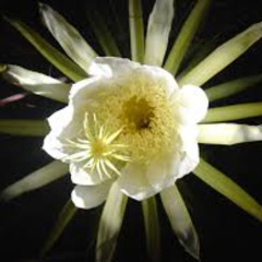 blooming