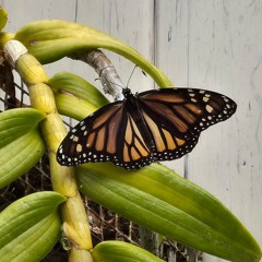 MONARCH