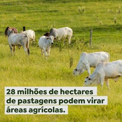 28 milhões de hectares de pastagens podem virar áreas agrícolas