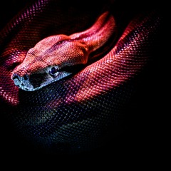 Red snake