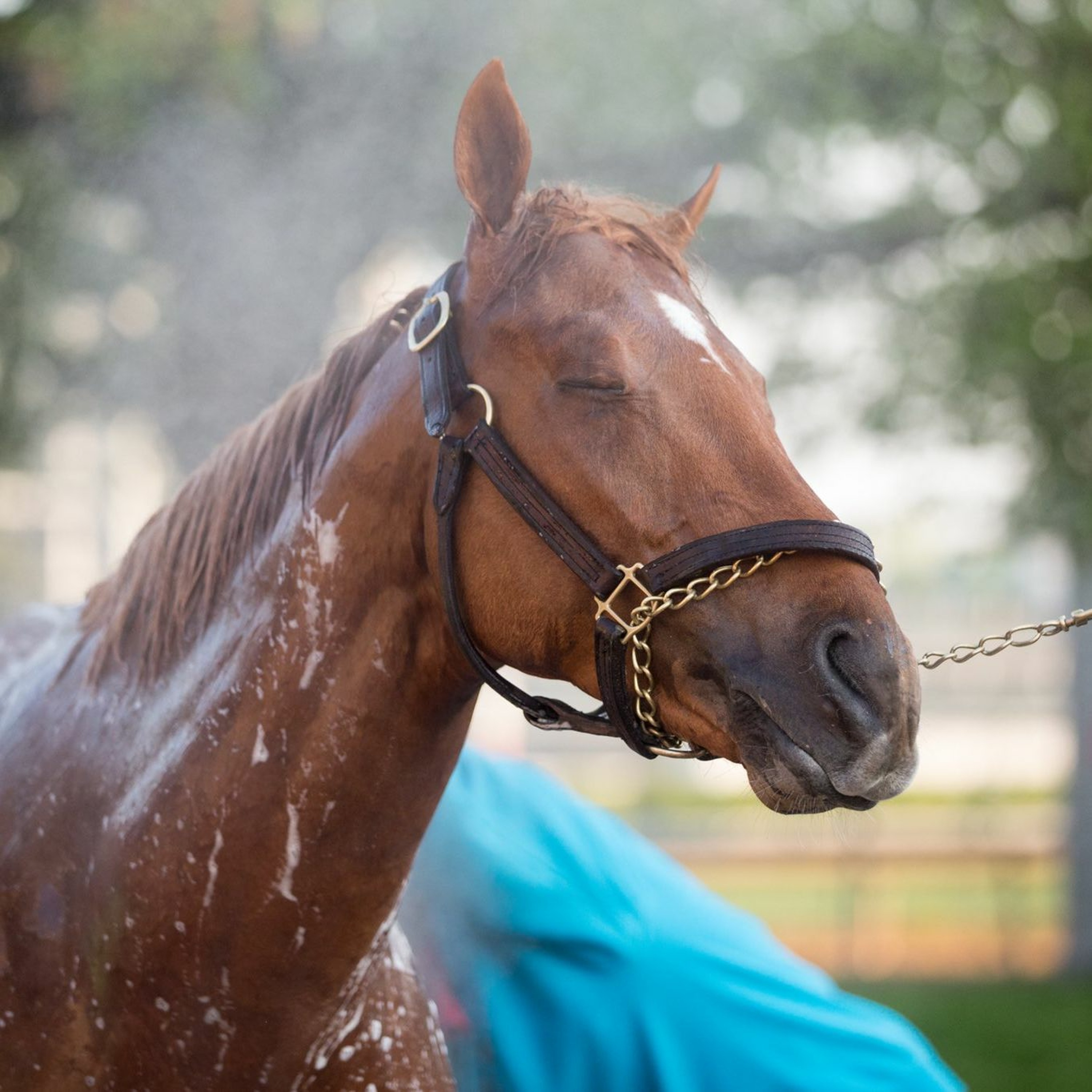The Auxiliary Gate - Kentucky\'s Horse Racing Discussion