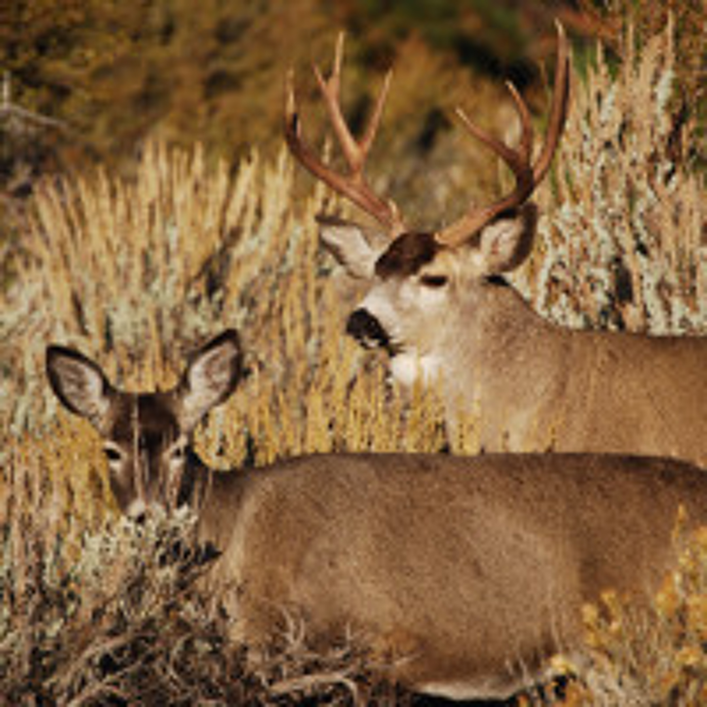 NDOW presents the Nevada Wild Podcast