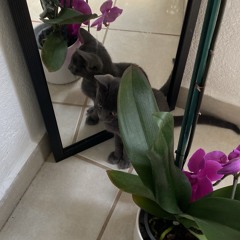 lacy (cover en piezas)