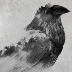 עורב שחור שלג Snow Black Crow