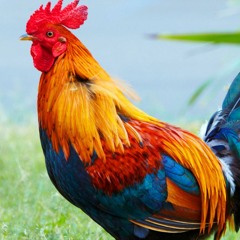 The Scratch - with Gavin Smith Tenor Sax