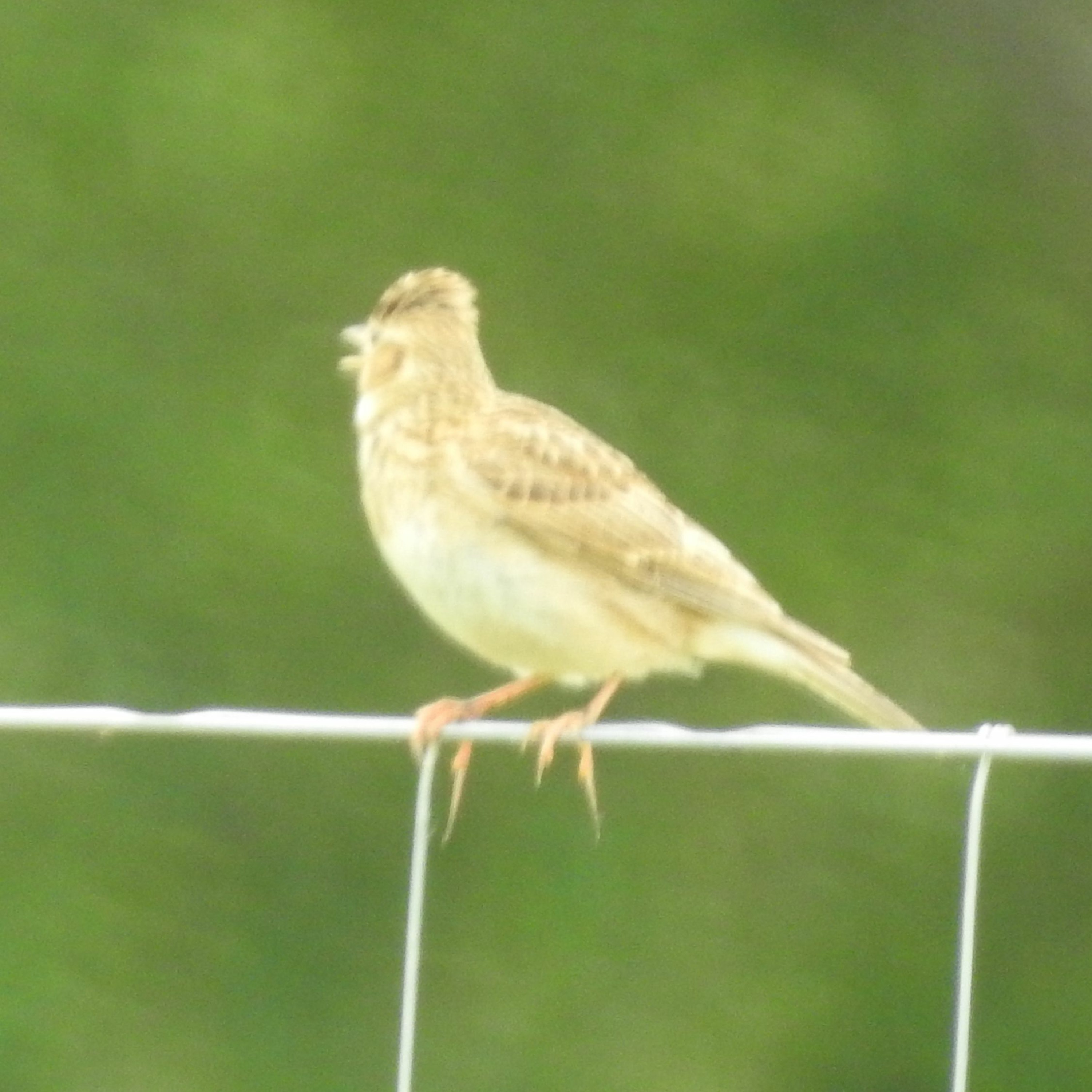 2020 BIRD SOUNDS FROM THE FIELD 24 (EDITED) - SKYLARK SONG episode artwork