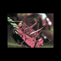 bugs