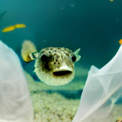 Pufferfish (feat. JUNO)