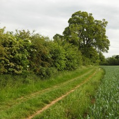 Rants From The Farmer's Fields of Lowland England