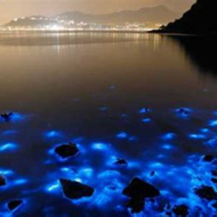 Review Special Price Luminous Lagoon Night Tour From Montego Bay