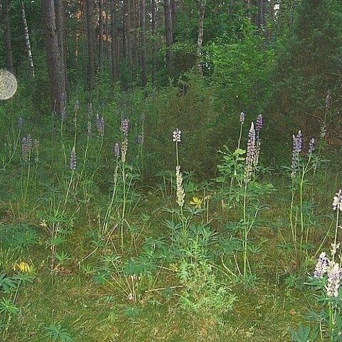 ★  ᶤ𝕕к𝐊 𝐖ค𝓉２𝔡ㄖ A𝐧yϻＯ𝕣乇