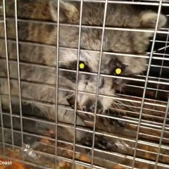AAAC Wildlife Removal of Texas Gulf Coast - Raccoon Removal TX Gulf Coast