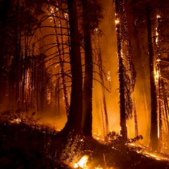 WILDFIRE