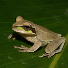 Smilisca phaeota