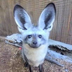 【Yokune Ruko ♂ KIRE_欲音ルコ ♂ KIRE】『Ultra rupture』_『わっれっちゃう。』【UTAUカバー】.mp3