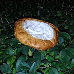 syrochki v shokolade