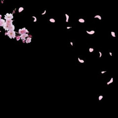 when the cherry blossoms bloomed