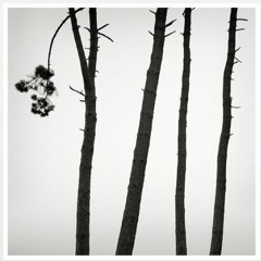 Jeanne Added - Tree Song (Herhangi/Edit)