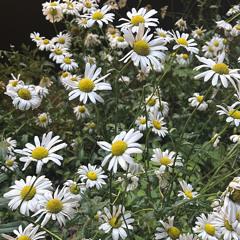 Yerin Beak - Antifreeze (Cover.)