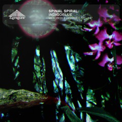 Spinal Spiral - Indigoblue (Janvier 2024)