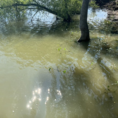 Turning Poison Into Medicine (live at Lovewell Lake)