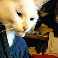 Weaver Rupert Sinticate