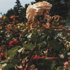 ROSEGARDEN