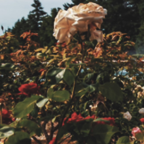 ROSEGARDEN