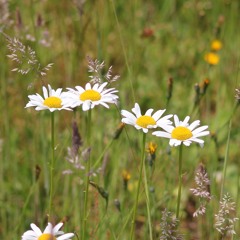 i love you so (demo)