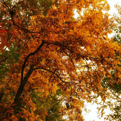 'Endless Autumn' by mlnhquxc