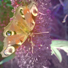 ✿朝の歌°❀⋆.ೃ࿔ ✿