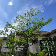 Karolina - Sore ft Adwina (cover)