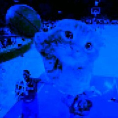 Blue Cat