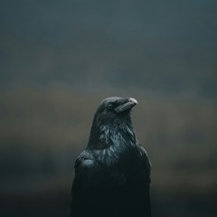crowed
