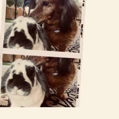 lqm - Let's Meet Up and Maybe Listen to Some Midwest Emo