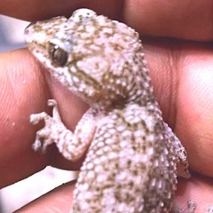 Requiem Por Mi Compañero Panchito