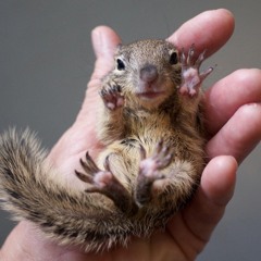 Baby Squirrel