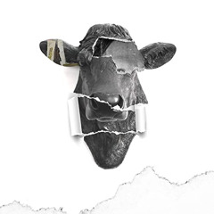 Cash Cow “RERELEASE”