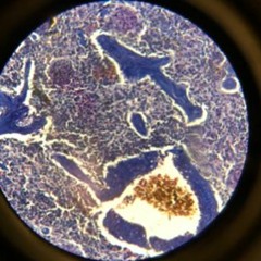 Capi Ameri - Cause I (prod. ae beats)[mix/mastered 3D]