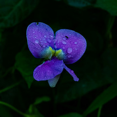 For Violet