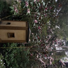 lani! + jssr - more! (prod. duwop)