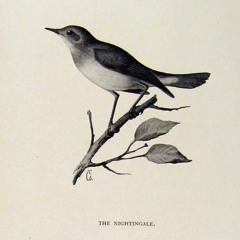 Nightingale Insomnia