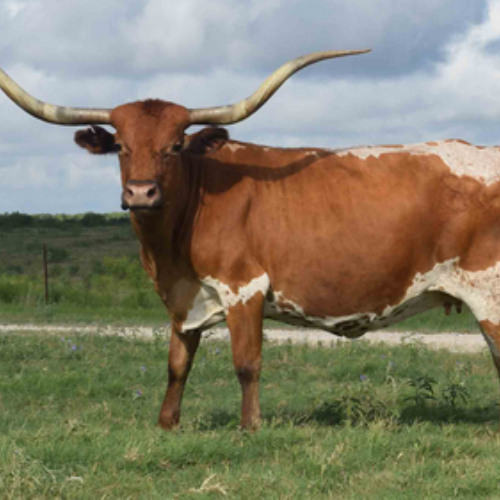 He Who Owns the Cattle Owns the Gold