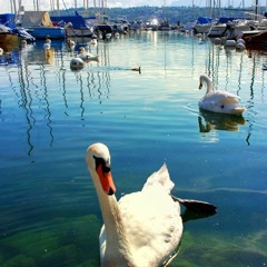 Funky Swan Dance Mix V2 (Wilswanya)(2024-03-09)