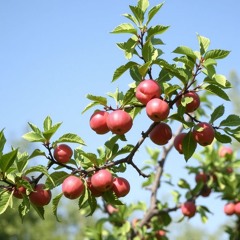 Apfelbaum