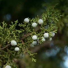 Juniper Tree